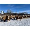 Image 1 : Four Harts Cattle Co. - 920# Steers - 190 Head (Vermilion, AB)