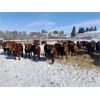 Image 2 : Four Harts Cattle Co. - 920# Steers - 190 Head (Vermilion, AB)