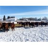 Image 3 : Four Harts Cattle Co. - 920# Steers - 190 Head (Vermilion, AB)