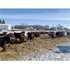 Image 8 : Four Harts Cattle Co. - 920# Steers - 190 Head (Vermilion, AB)