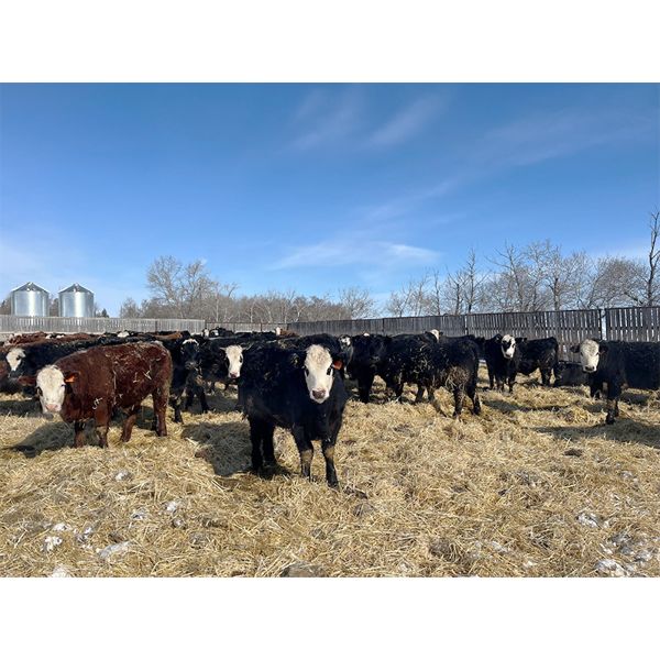 Four Harts Cattle Co. - 925# Steers - 102 Head (Vermilion, AB)