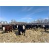 Image 1 : Four Harts Cattle Co. - 925# Steers - 102 Head (Vermilion, AB)