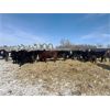 Image 2 : Four Harts Cattle Co. - 925# Steers - 102 Head (Vermilion, AB)