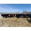Image 3 : Four Harts Cattle Co. - 925# Steers - 102 Head (Vermilion, AB)