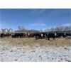 Image 5 : Four Harts Cattle Co. - 925# Steers - 102 Head (Vermilion, AB)