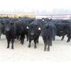 Image 2 : Martin DeVos - 685# Steers - 90 Head (Fork River, MB)