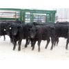 Image 4 : Martin DeVos - 685# Steers - 90 Head (Fork River, MB)