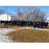 Image 2 : 7L Ranch - 825# Steers - 72 Head (Lakeland, MB) VBP+
