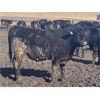 Image 2 : Hawk Ranching - 910# Steers - 69 Head (Nanton, AB)