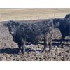 Image 6 : Hawk Ranching - 910# Steers - 69 Head (Nanton, AB)