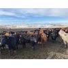 Image 2 : Lobo Ranching - 745# Heifers - 167 Head (Madden, AB)