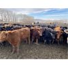 Image 3 : Lobo Ranching - 745# Heifers - 167 Head (Madden, AB)