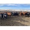 Image 4 : Lobo Ranching - 745# Heifers - 167 Head (Madden, AB)
