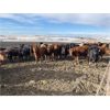 Image 5 : Lobo Ranching - 745# Heifers - 167 Head (Madden, AB)