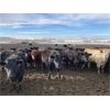 Image 6 : Lobo Ranching - 745# Heifers - 167 Head (Madden, AB)