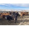 Image 7 : Lobo Ranching - 745# Heifers - 167 Head (Madden, AB)
