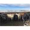 Image 8 : Lobo Ranching - 745# Heifers - 167 Head (Madden, AB)