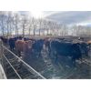 Image 9 : Lobo Ranching - 745# Heifers - 167 Head (Madden, AB)