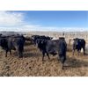 Image 6 : Lamb Cattle Co. - 915# Steers - 127 Head (Balzac, AB)