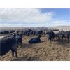 Image 7 : Lamb Cattle Co. - 915# Steers - 127 Head (Balzac, AB)
