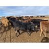 Image 3 : Lamb Cattle Co. - 843# Steers - 146 Head (Cochrane, AB)