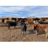 Image 6 : Lamb Cattle Co. - 843# Steers - 146 Head (Cochrane, AB)