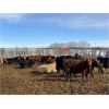 Image 7 : Lamb Cattle Co. - 843# Steers - 146 Head (Cochrane, AB)