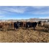 Image 9 : Lamb Cattle Co. - 843# Steers - 146 Head (Cochrane, AB)