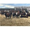 Image 5 : Elkwater Farming Co. - 920# Steers - 170 Head (Irvine, AB)