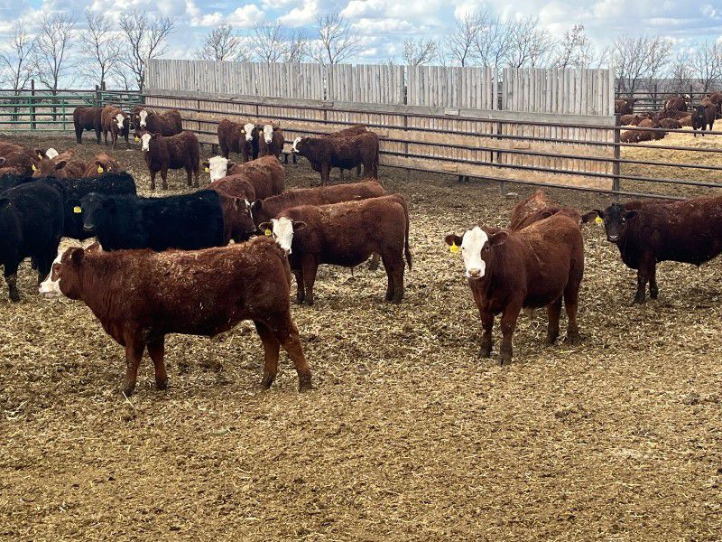 Elkwater Farming Co. 920 Steers 170 Head (Irvine, AB) Team