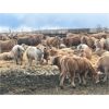 Image 2 : Elkwater Farming Co. - 850# Heifers - 113 Head (Irvine, AB)
