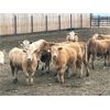 Image 3 : Elkwater Farming Co. - 850# Heifers - 113 Head (Irvine, AB)
