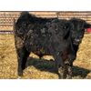 Image 5 : Leon Torkelson - 775# Steers - 76 Head (Patricia, AB)