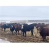 Image 3 : Cunningham Cattle Co. - 750# Heifers - 355 Head (Rhein, SK)
