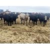Image 4 : Cunningham Cattle Co. - 750# Heifers - 355 Head (Rhein, SK)