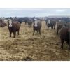 Image 5 : Cunningham Cattle Co. - 750# Heifers - 355 Head (Rhein, SK)