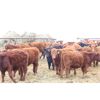 Image 2 : Twisted T Cattle Co. - 525# Steers - 55 Head (Carievale, SK)