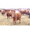 Image 3 : Twisted T Cattle Co. - 525# Steers - 55 Head (Carievale, SK)