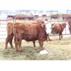 Image 5 : Twisted T Cattle Co. - 525# Steers - 55 Head (Carievale, SK)