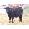 Image 6 : Twisted T Cattle Co. - 525# Steers - 55 Head (Carievale, SK)