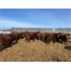 Image 2 : Ray Toews - 930# Steers - 66 Head (Dewberry, AB)