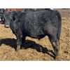 Image 10 : Jarokosky Farms - 860# Steers - 370 Head (Lethbridge, AB)