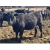 Image 12 : Jarokosky Farms - 860# Steers - 370 Head (Lethbridge, AB)