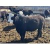 Image 13 : Jarokosky Farms - 860# Steers - 370 Head (Lethbridge, AB)