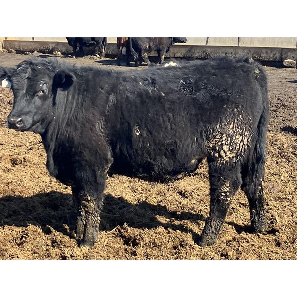 Jarokosky Farms - 860# Steers - 370 Head (Lethbridge, AB)