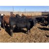Image 3 : Jarokosky Farms - 860# Steers - 370 Head (Lethbridge, AB)