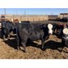 Image 5 : Jarokosky Farms - 860# Steers - 370 Head (Lethbridge, AB)