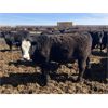 Image 8 : Jarokosky Farms - 860# Steers - 370 Head (Lethbridge, AB)