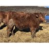 Image 10 : Hawk Ranching - 920# Steers - 79 Head (Nanton, AB)