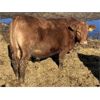 Image 11 : Hawk Ranching - 920# Steers - 79 Head (Nanton, AB)